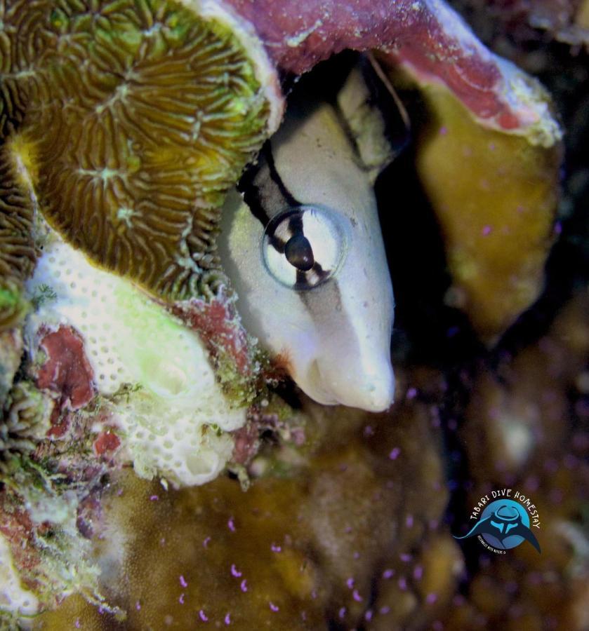 Tabari Dive Lodge Pulau Mansuar Bagian luar foto